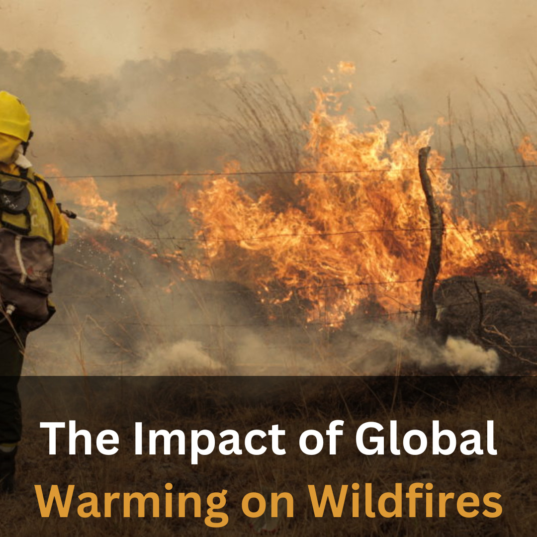 the-impact-of-global-warming-on-wildfires-looklify