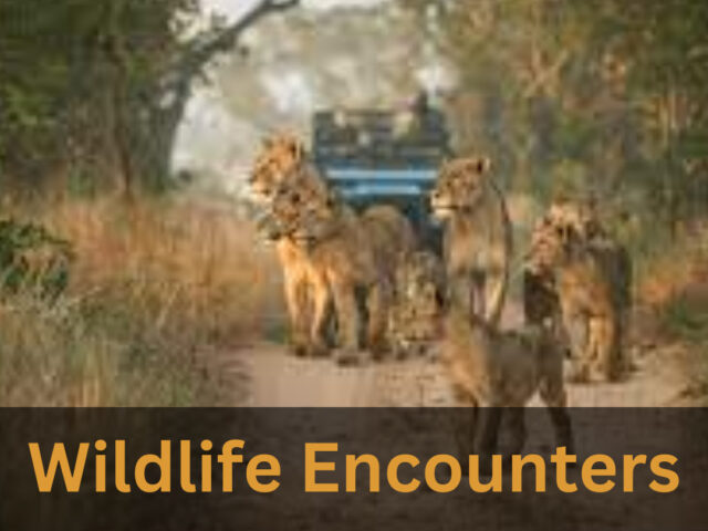 https://www.looklify.com/wp-content/uploads/2023/07/Wildlife-Encounters-in-Eco-Tourism-640x480.jpg